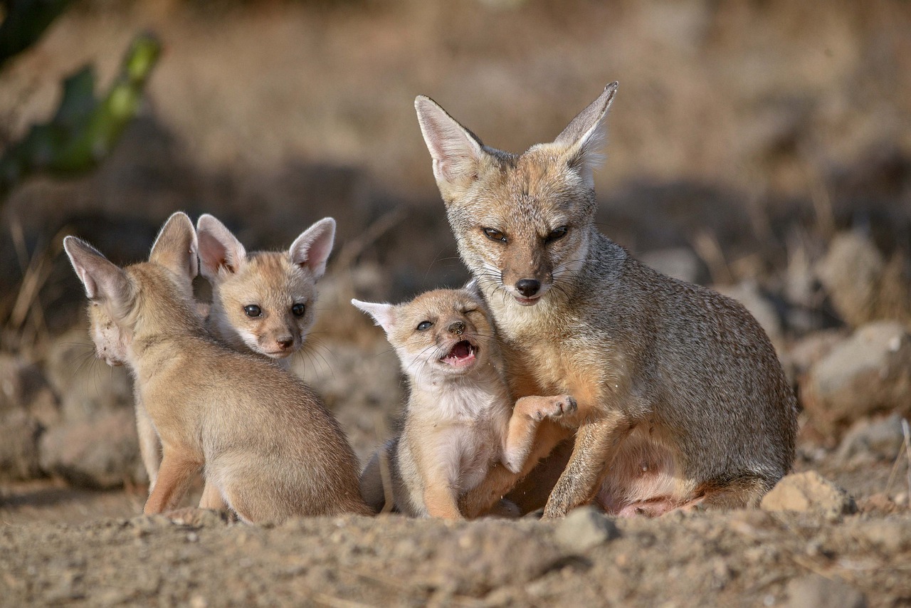 Foxes Family Babies Kits Pups  - imranhussain1343431 / Pixabay