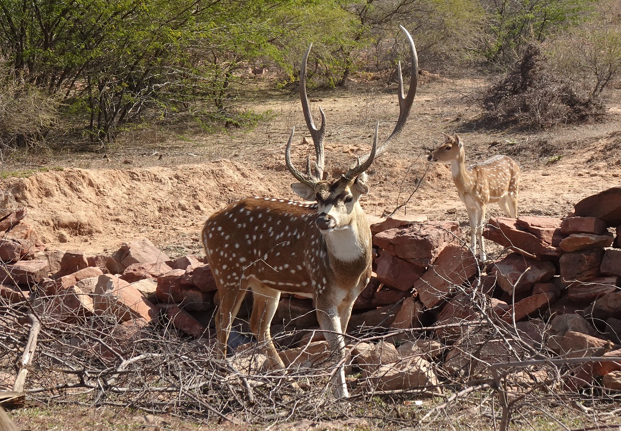 Spotted Deer Chital Male Stag  - sarangib / Pixabay