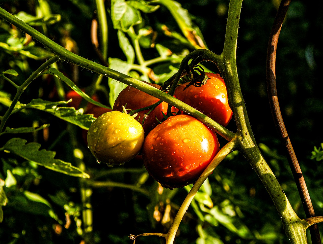 Tomato Tomatoes Vegetable Garden  - YALEC / Pixabay