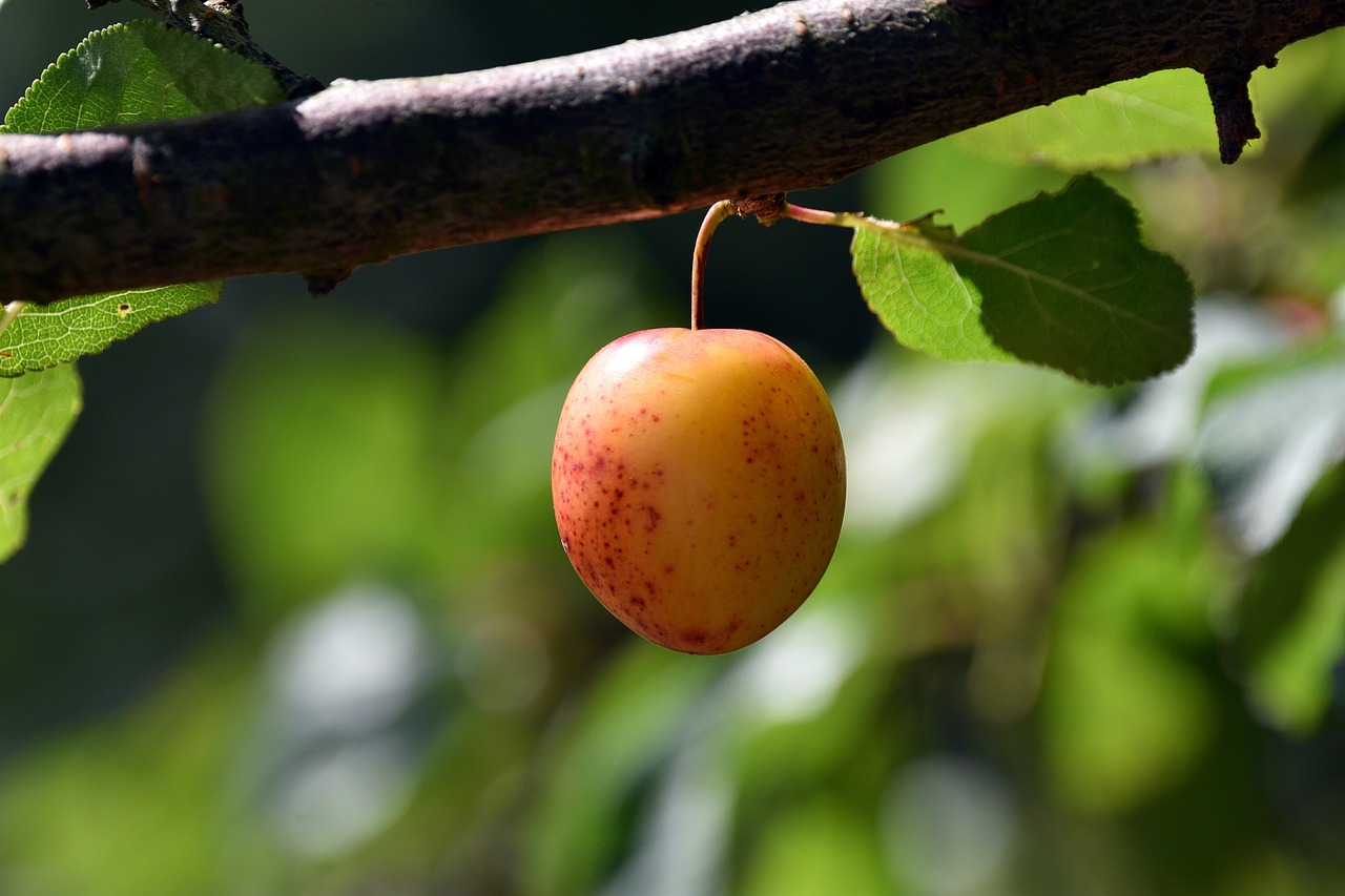 Plum Fruit Tree Fresh Fresh Plum  - artellliii72 / Pixabay