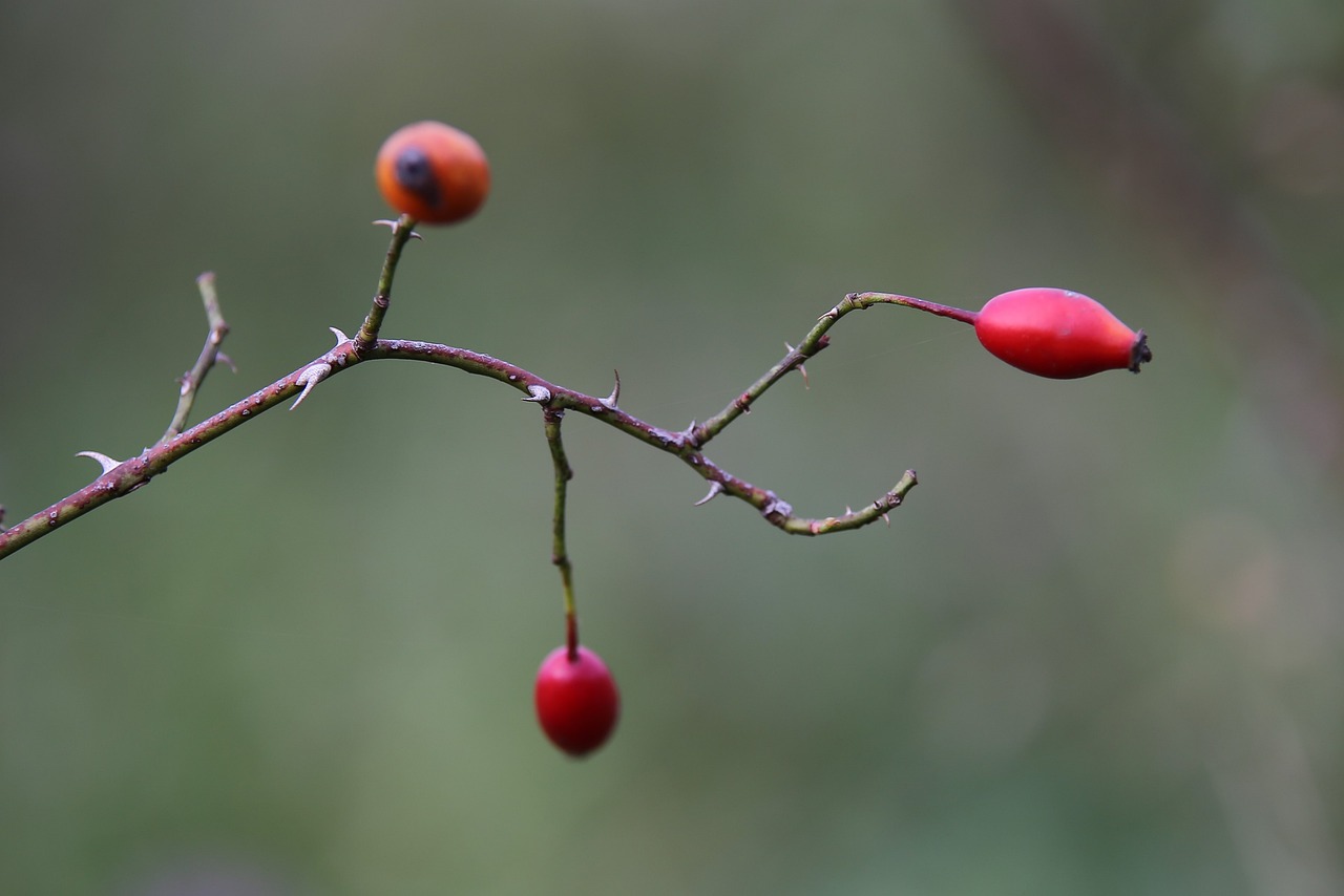 Berries Rose Hips Branch Plant  - GoranH / Pixabay