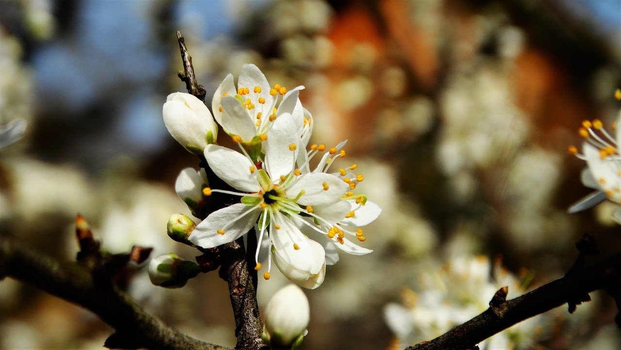 Flowers White Flowers Petals  - keziaschen / Pixabay