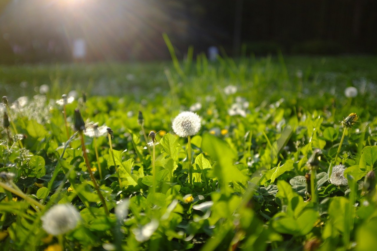 Flower Macro Green Plant Spring  - oneras / Pixabay